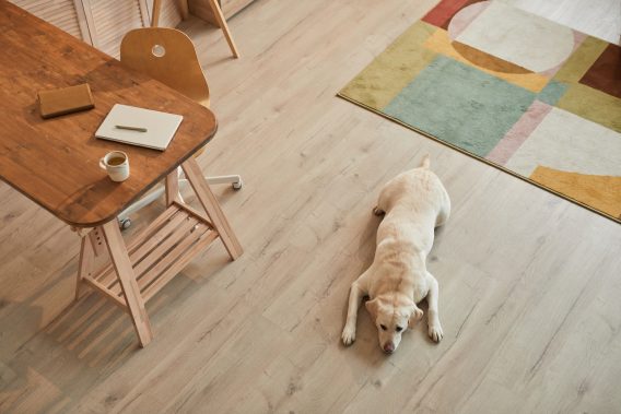 Dog Lying on Floor at Home High Angle
